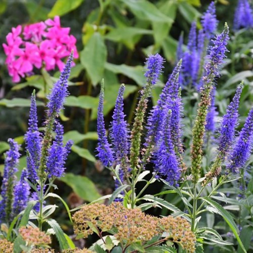 Veronica longifolia Blauriesin - Ereprijs (Driepack)