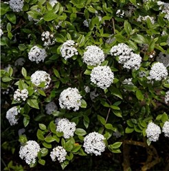 Osterschneeball Anne Russell - Viburnum