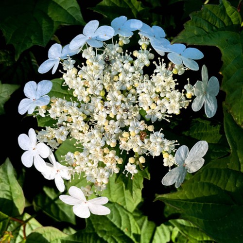 Schneeball Compactum - Viburnum opulus