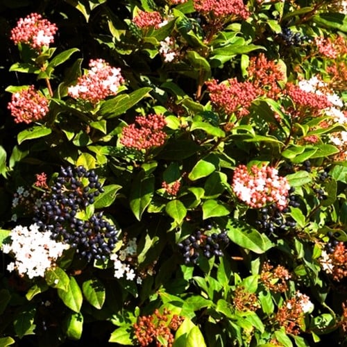 Lorbeerblättriger Schneeball - Viburnum Tinus
