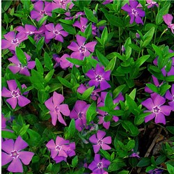 Kleinblättriges Immergrün Atropurpurea - Vinca minor