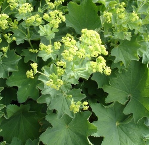 Frauenmantel - Alchemilla mollis (Sechserpack)