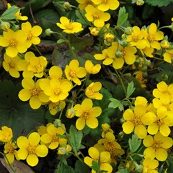 Teppich-Golderdbeere - Waldsteinia ternata