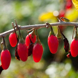 Lycium Barbarum - Goji-Beere (Dreierpack)