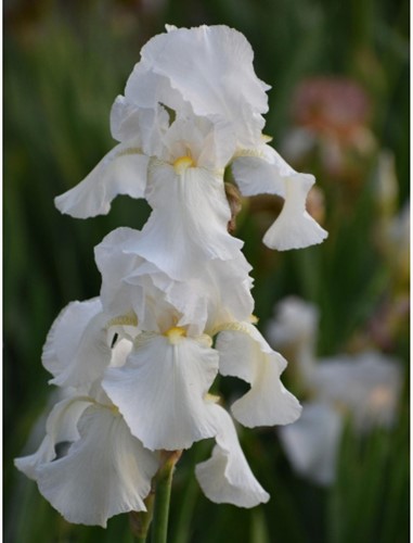 Iris Germanica White Knight Deutsche Schwertlilie
