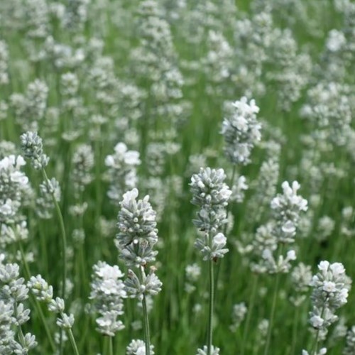 Weißblühender Lavendel Alba - Lavandula (Sechserpack)