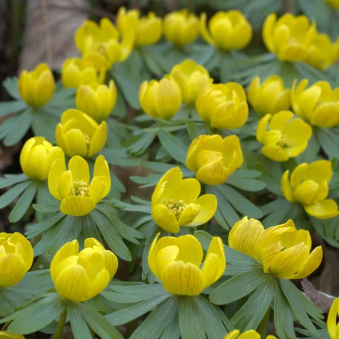 Eranthis Hyemalis Winterlinge Extragros kaufen? Einfach online