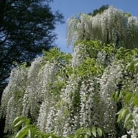 Japanische Wisteria Alba - Glycine Japonaise Alba