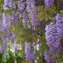 Wisteria Sinensis