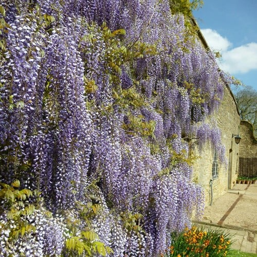 Wisteria sinensis - Chinesischer Blauregen