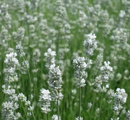 Weißblühender Lavendel Alba - Lavandula Angustifolia