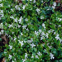Kleinblättriges Immergrün Gertrude Jekyll - Vinca minor alba