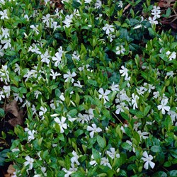 Kleinblättriges Immergrün Gertrude Jekyll - Vinca minor alba (Sechserpack)
