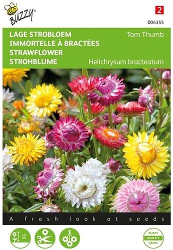 Strohblume Tom Thumb, Mischung – Helichrysum bracteatum