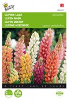 Lupinus, lage Minarette - Lupine Buzzy-2
