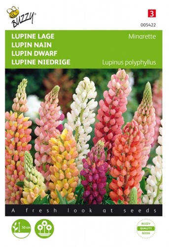 Lupinus, lage Minarette - Lupine Buzzy-2