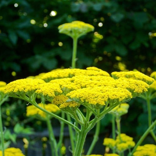 Goldgarbe Cloth of Gold - Achillea