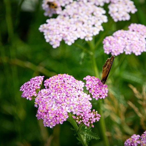 Schafgarbe Lilac Beauty - Achillea millefolium