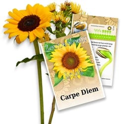 Personalisierte Werbegeschenke Samen Pakete Sonnenblumen 50 Stück