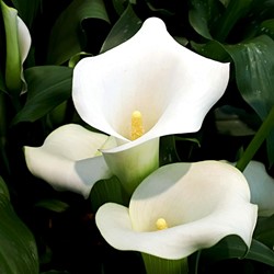 Calla Weiß