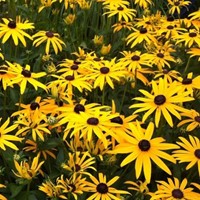 Gewöhnlicher Sonnenhut Goldsturm - Rudbeckia Fulgida