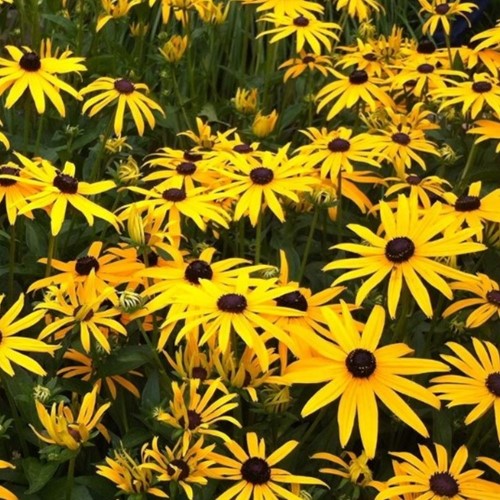 Gewöhnlicher Sonnenhut Goldsturm - Rudbeckia Fulgida