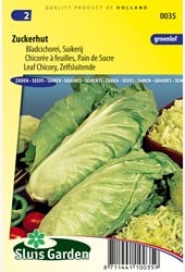 Blattendiviensalat / Grünlaub Zuckerhut (Selbstschließende)